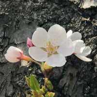 The cherry blossom that inspired our design