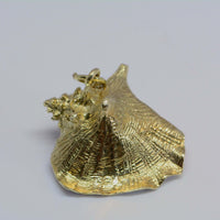top of the conch shell showing the details